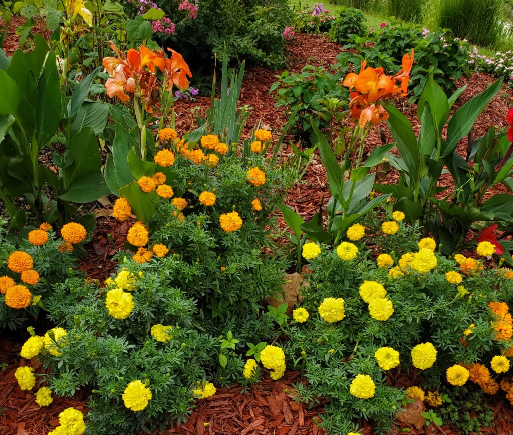 The Marigold Patch Rosalie Serving