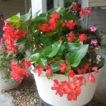 A white pot with red flowers in it