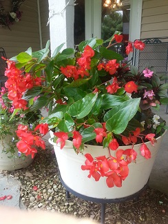 A white pot with red flowers in it