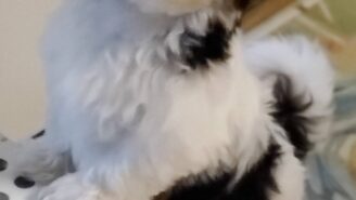 A black and white dog standing on its hind legs.