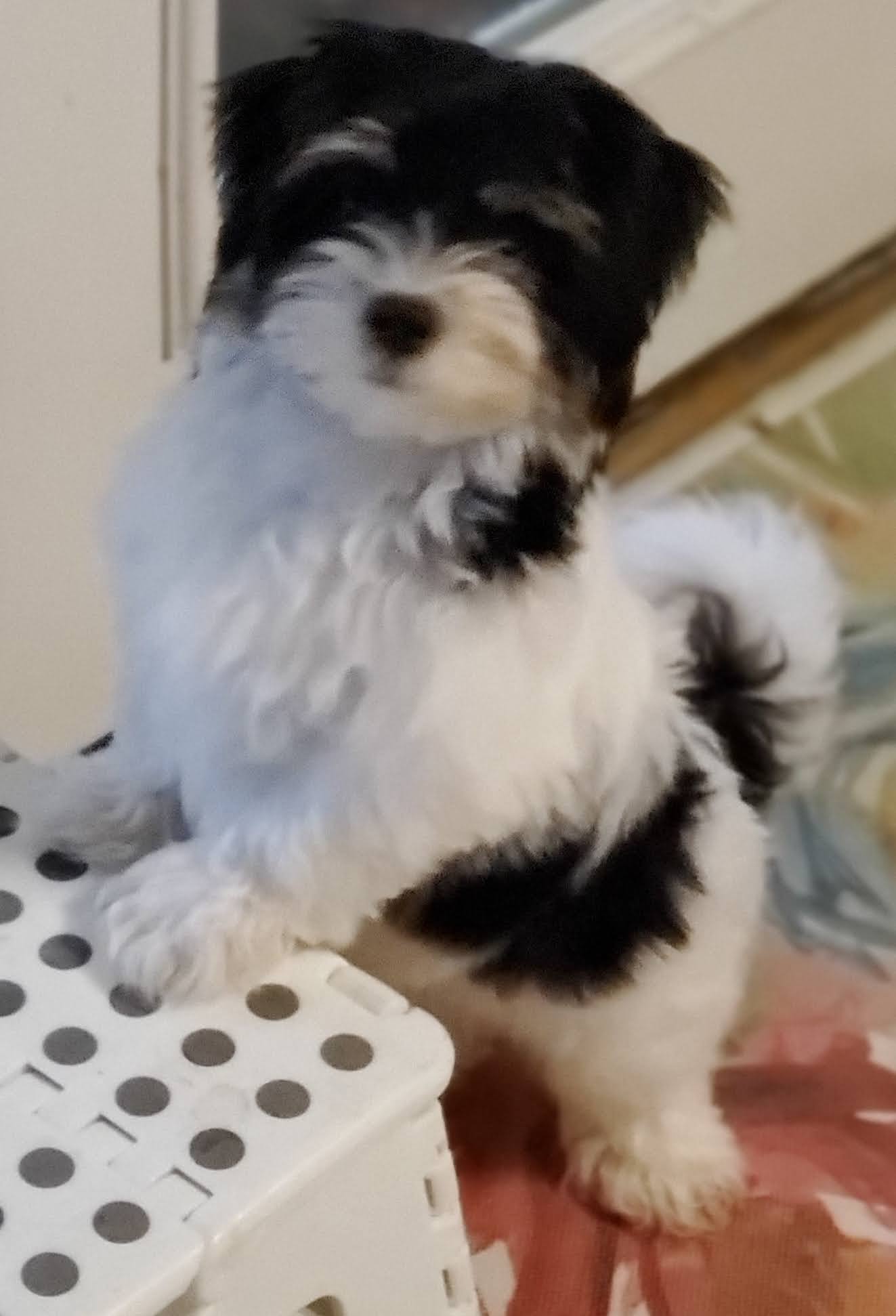 A black and white dog standing on its hind legs.