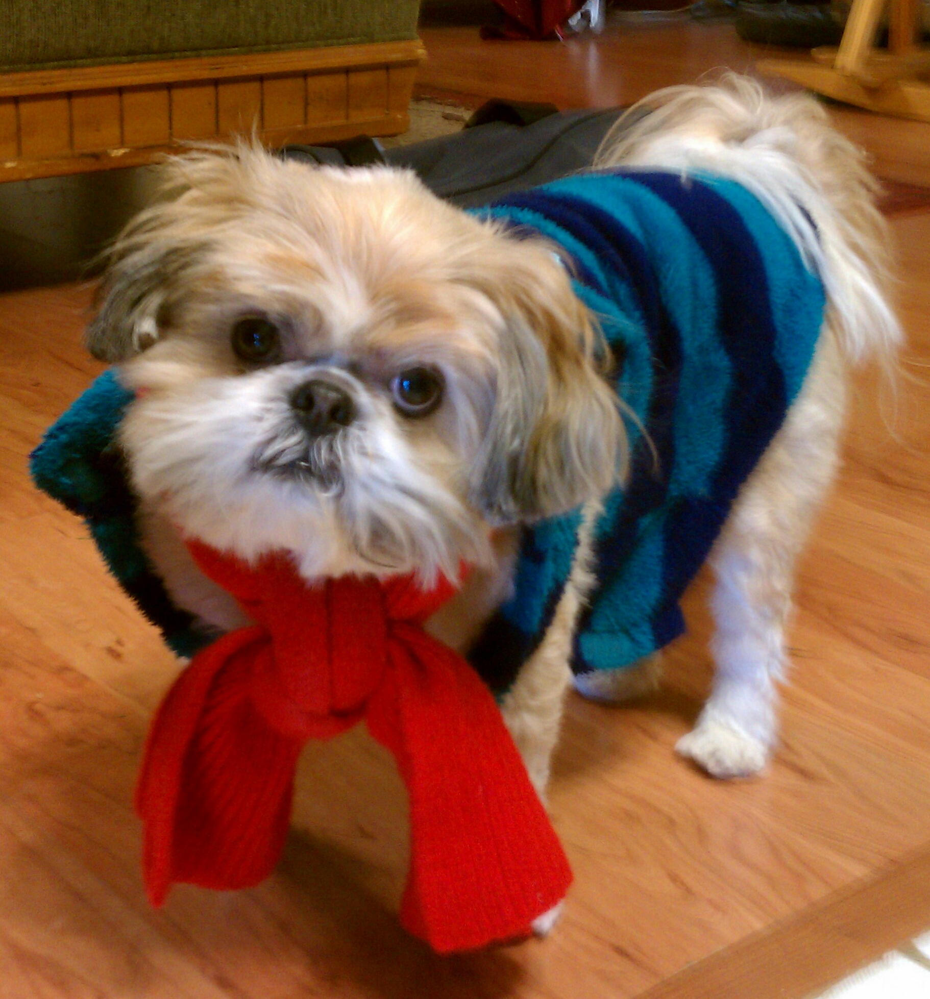 A dog wearing a sweater and holding a red scarf.